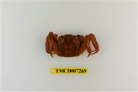 藏品(日本絨螯蟹)的圖片